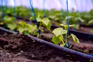 How Drip Irrigation Saves Water and Increases Yield